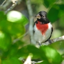 rose-breasted grosbeak male perched on a branch