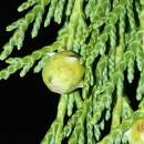 photo of yellow cedar leaves and fruit