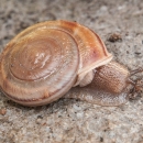 a snail on a rock