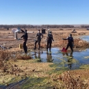four volunteers working in a wetland