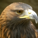 Golden eagle head