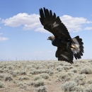 Hatch-year female golden eagle with a wind energy installation in the background