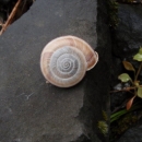 snail shell on a black rock