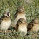Four small owls sit among shrubs on the ground and look at the camera