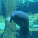 a manatee floating in a tank