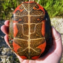 A painted turtle being held by a FWS biologist 