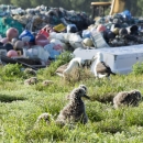 Albatross on Midway Atoll surrounded by marine debris.