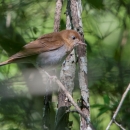 Veery perched on a limb