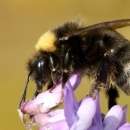 A western bumble bee sits on a purple flower