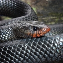 A closeup portrait of a female eastern indigo snake shows the iridescent black scales with a coral hue tinting her jaw and nose. 
