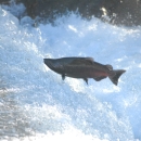 An adult Chinook salmon leaps out of the rushing white water in Pacific Northwest