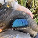 biologist holds a wing of a black duck