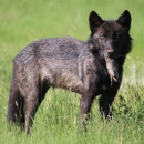 Dark colored gray wolf with a Uinta ground squirrel in its mouth