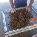 A quadrat worth of sediment in the process of being sifted through in search of freshwater mussels.
