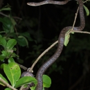 a snake in a tree