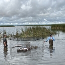 two biologists wading in water to get ducks out of trap
