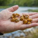 Yellow juvenile Appalachian Monkeyface mussels in the palm on someone's hand 
