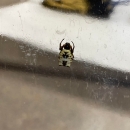 White and black spider with two points on abdomen