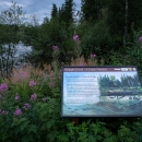 An interpretive sign depicting Cripple Creek and its history, in front of the Chena River and fireweed stems.