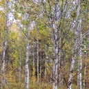 A grove of aspen trees