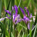 Purple iris flowers blooming