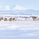Eight caribou stand in a row in the snow on Selawik Refuge. Behind them, blue and white mountains emerge. 