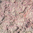 a pink and green plant grows against the rocky ground in a thick mat