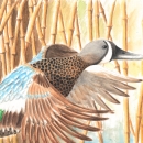 Painting of a blue-winged teal