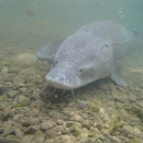 A large gray fish, with a flat head and rounded snout that has long barbels hanging from its nose, rests on a rocky lake bottom.