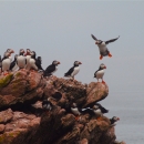 Gathering of Puffins on brown rock