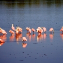 Bright pink birds with round, spoon shaped bills wading in blue water