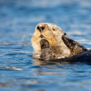 Sea Otter, Kodiak National Wildlife Refuge