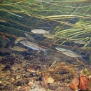Underwater view of trout and Coho Salmon Juveniles in Scatter Creek, WA