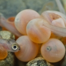 Coho Salmon eggs incubating and hatching at Quilcene NFH in WA State.