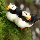 A pair of Horned Puffins with brightly colored yellow and red bills perches on a cliff near their nest. The cliff in the background is blurred.