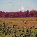 View of bog at Sunkhaze Meadows in autumn