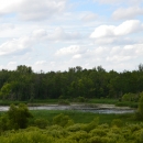 wetland with trees in the background and grassland in the foreground