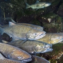 Adult Chinook Salmon