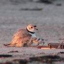 Piping plover adult and chick on beach
