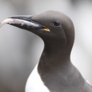 A sleek black seabird with a white breast holds a fish in it's bill. 