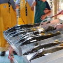 Hatchery staff rinse off iodine used to sterilize female Chinook salmon before removing eggs