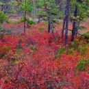 Low lying shrubs show off their colors of red, orange, and purple at the edge of a coastal marsh.