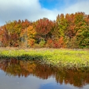 A photo of a wetland with colorful trees in the background.