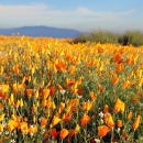 Field of California poppies in bloom