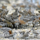 Red knot flock foraging on beach