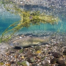 Adult Chinook Salmon swimming in McAllister Springs in WA State