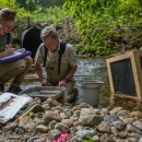 Biologists inventory fish downstream of a culvert that was replaced to improve natural stream flow and fish passage on Roaring Brook.