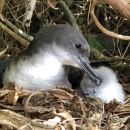A seabird nuzzles it's chick while they relax in the shade that surrounds their nest