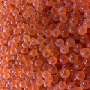 Thousands of vibrant orange Atlantic salmon eggs show small black eyes
