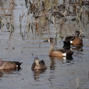 Four blue wing teals swimming in a wetland together. 